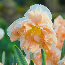 Narcissus Apricot Whirl Narcissus Daffodil Gardening Bulb Flowers