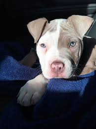 Beautiful grey, white and brown colors. Pin On Pitbull Puppies