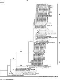 Image result for Sarcocornia natalensis