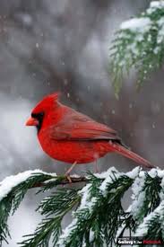 Cardinal A Cardinal In The Snow So Beautiful Hayvan Yavrulari Kus Kus Resimleri