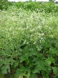 Image result for Crambe