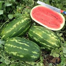 Image result for Citrullus lanatus