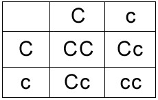 The punnett square is a table in which all of the possible outcomes for a genetic cross between two individuals with known genotypes are given. Determining Genetic Risk University Of Kansas School Of Medicine