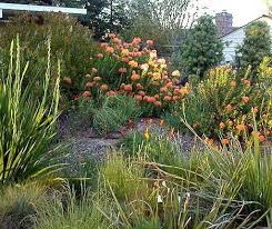 Pin By Sonja Fahn On Outside Spaces Water Wise Landscaping Garden Ideas South Africa Meadow Garden