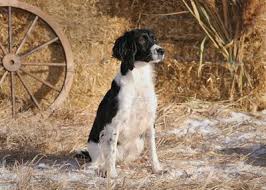 Welsh springer spaniel breeders in australia and new zealand. Home Page Blue River Kennel