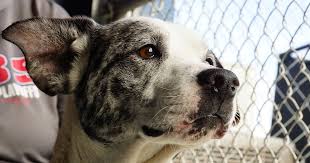 For more information on how to adopt an animal, please visit our adopt section. Animal Shelter Adoptables Hancock County Mississippi The Shoofly Magazine