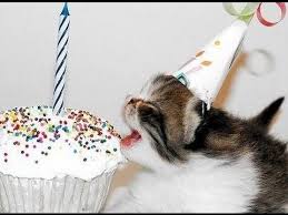 You get into fights, do what you want, and sleep with every female on the block. Cute Kittens Funny Cat Happy Birthday Video Youtube