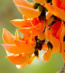 Our portal lists the best kinds of flowers for all occasions. 20 Most Beautiful Flowers That Are Commonly Available In India