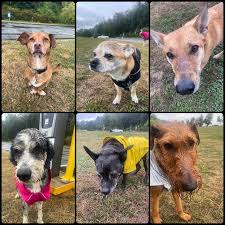 Our rain faces, but we still had a blast! Bowie, Bender, Beanie, Watson, Daisy,  Winston . #RainCityDogs #yvrdogs #vancouverdogs #604dogs  #vancouverdogwalker #dogsofvancouver #dogs604 #vancouverdogwalks  #yvrdogwalker #vancouver #YVR #ExploreVancouver ...