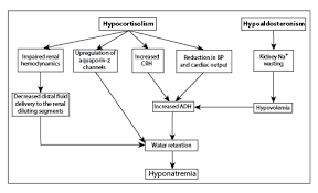 Hyponatremia In Primary Adrenal Insufficiency An Often Overlooked Cause Of Decreased Sodium Levels