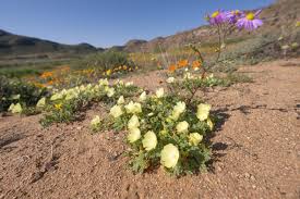 Image result for Grielum