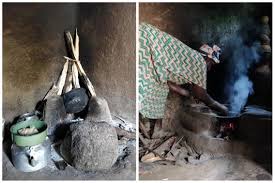 Image result for Rinorea brachypetala