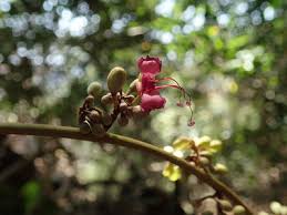 Image result for Englerodendron