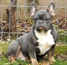Maybe you would like to learn more about one of these? Tri Color French Bulldog The Bulldog Addict