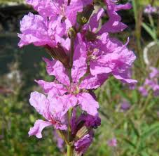 Image result for Lythrum