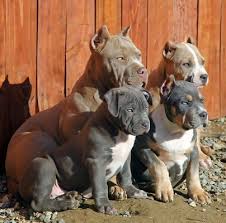 Turkish Kangal American Pitbull Home Facebook