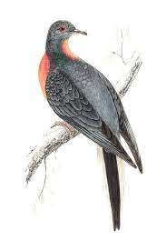 22 Extinct Animals We Ve Lost In The Past 150 Years Extinct Animals Animals Animal Drawings