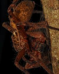 Image result for Scleria arcuata