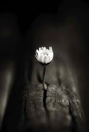 Black And White Nature Creative Wallpaper Pin By Zuzu Salim On Eda Dark Photography Miniature Photography Dark Wallpaper