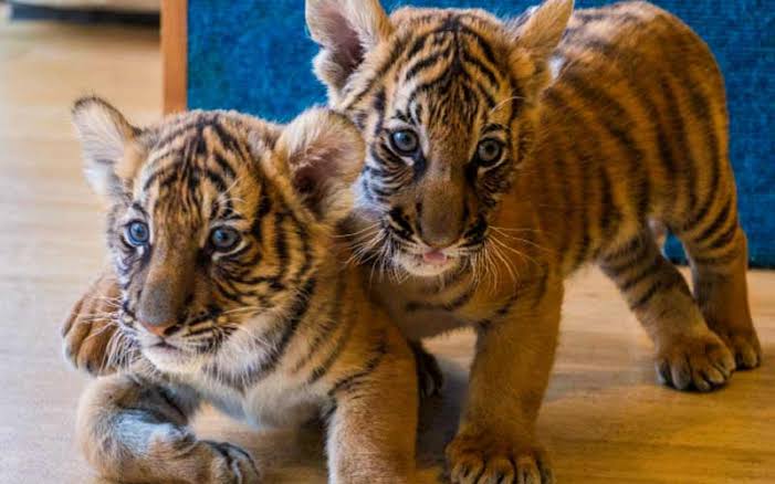 Tiger Cub Prices in Pakistan | Buy Tiger Cub Online 2024- Taj Birds