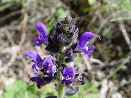 Check spelling or type a new query. Salvia Verbenaca Wikipedia