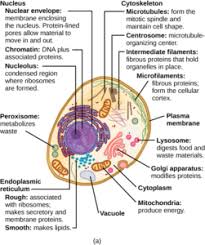 However, plant cells also have features that animal cells do not have: Animal Vs Plant Cells Mt Hood Community College Biology 101