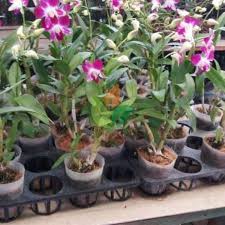 Check spelling or type a new query. Jual Bibit Bunga Anggrek Dendro Putih Ungu Agro Bibit Id