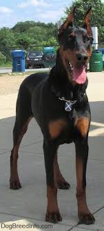 Black And Tan Doberman Puppies Maximus The Black And Tan Doberman Pinscher Puppy Is Standing On Concrete And Its Mouth Is Open And Tongue Is Out Doberman Doberman Puppy Doberman Pinscher Dog