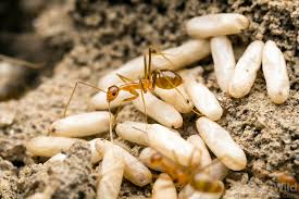 Image result for Anagallis gracilipes