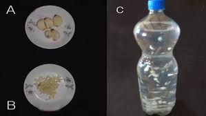 Bawang putih ternyata mampu meningkatkan produksi testosteron. Beberapa Cara Mengolah Bawang Putih Untuk Burung Kenari Dan Lovebird Om Kicau