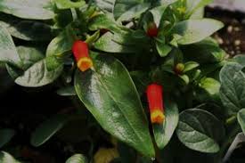 Image result for Manettia