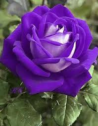 We've compiled a list of 62 types of purple flowers below. 620 Purple Flowers Ideas Purple Flowers Flowers Beautiful Flowers