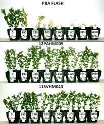 Developing Improved Herbicide Tolerance In Pulse Crops Grdc