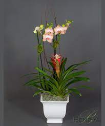 Orchid Bromeliad Combo Orchid Flower Orchid Plants Flower Delivery