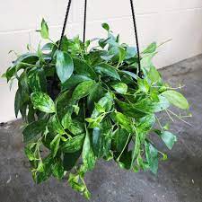 Allycia Lee On Instagram Variegated Lipstick Plant Lipstick Plant Plants Variegated