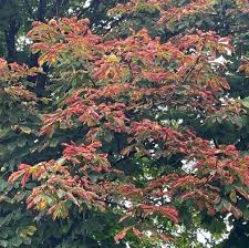 Image result for Eschenbachia gouanii