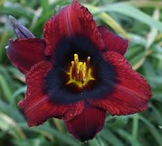 Second photo courtesy of maryott's gardens. Heavenly Gardens