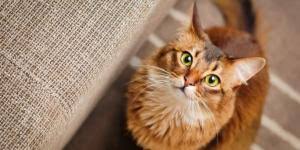 Por Que Mi Gato Hace Como Si Estuviera Amamantando Motivos Principales