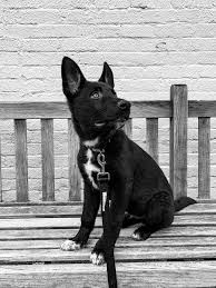 White german shepherd puppies for sale in missouri. Black German Shepherd With White Paws German Shepherds Forum