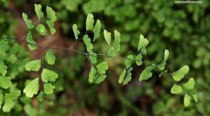 Image result for Adiantum vogelii