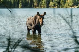 Maybe you would like to learn more about one of these? Things To Do At Isle Royale National Park The Ultimate Pure Michigan Guide Michigan
