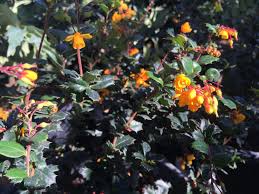 Image result for Berberis darwinii