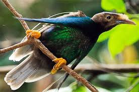Cari monyet buat makan kutu. Burung Langka World Birds Bird Weird Animals