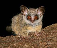 Galago Gallery The Lion King Fanon Wiki Fandom