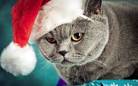 We did not find results for: Funny Christmas Cat Hd Wallpapers Free Download Wallpaperbetter