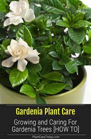 Pin On Pct Landscaping Ideas