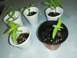 We did not find results for: Law Allows Four Marijuana Trees Man Grows 10 Instead Loop Trinidad Tobago