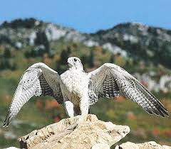 طيور القطب الشمالى صقر السنقر لمسابقة س و ج فى العلوم الطبيعية falco rusticolus 400 bird bird wallpaper birds of prey