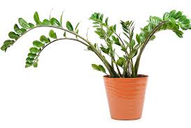 We did not find results for: 20 Indoor Plants That Thrive On Low Light