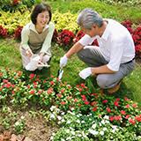 花菖蒲の剪定について 花が落ちた後の花菖蒲は根を残して葉を切った Yahoo 知恵袋